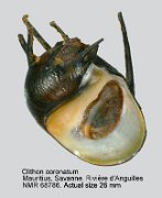 Clithon coronatum (3)